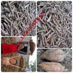 廣西藤縣和平梁氏農副產品銷售部 優質葛根苗及農副產品穩定供應