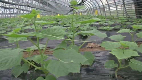 新鄉(xiāng)延津縣 產(chǎn)業(yè)引領(lǐng)，項目帶動，鋪就鄉(xiāng)村振興新“糧”道