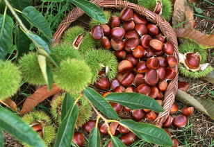 蕙蘭山下好風光，鹽田河畔板栗香——農副產品銷售助力鄉村振興新篇章