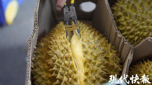 東南亞直采榴蓮首柜到港南京眾彩，開啟高端農(nóng)副產(chǎn)品銷售新篇章