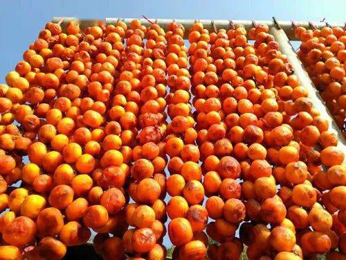 平陸深秋畫卷 萬畝紅葉映花海，特色農(nóng)產(chǎn)助振興