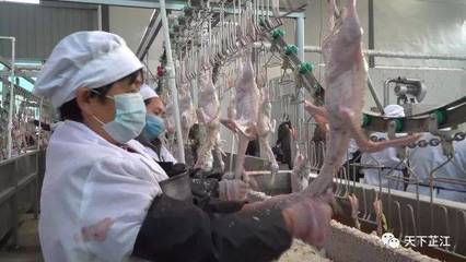 明友食品 年屠宰300萬羽芷江鴨項目投產，填補白條鴨市場空白，助力農副產品銷售升級